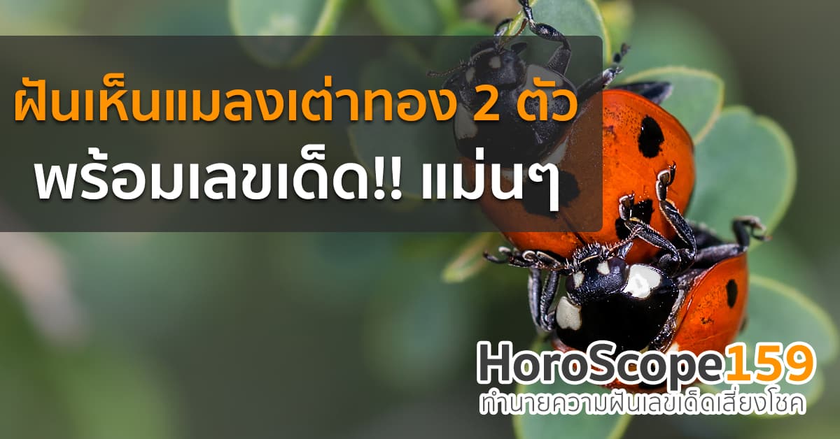 ทำนายฝันเห็นแมลงเต่าทอง 2 ตัว